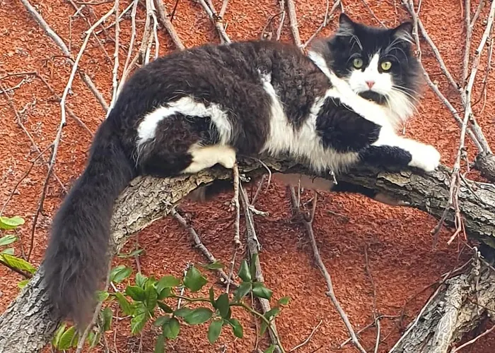 Apartment L'atelier Des Reves - Clim - Netflix - Wifi - Jardin Castelnau-d'Estretefonds